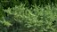 Evergreen Trees Collection 2