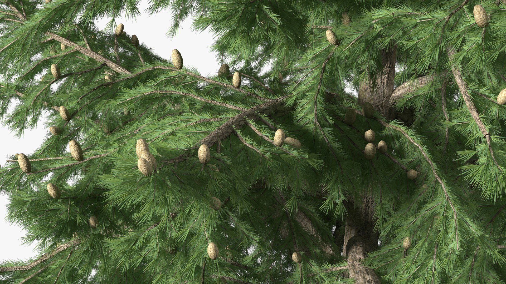 3D Evergreen Trees Collection 2 https://p.turbosquid.com/ts-thumb/oK/Tsu5hp/Gq/evergreentreescollection2mb3dmodel036/jpg/1647002288/1920x1080/fit_q87/116821b7662cc0762a1309f29f1cb86b595f7681/evergreentreescollection2mb3dmodel036.jpg