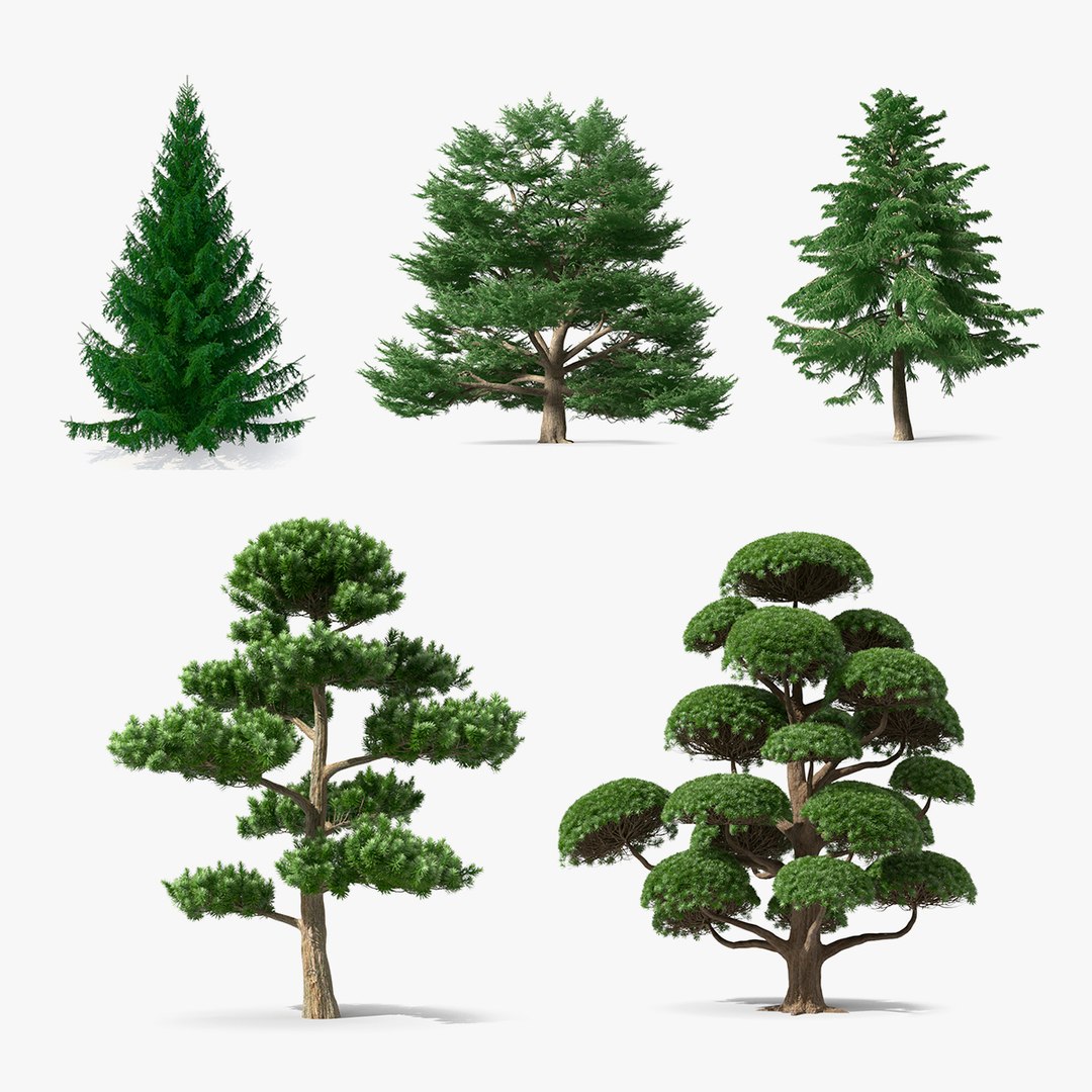 Evergreen Trees Collection 2 3D model preview