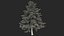 Evergreen Trees Collection 2
