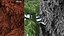 Evergreen Trees Collection 2