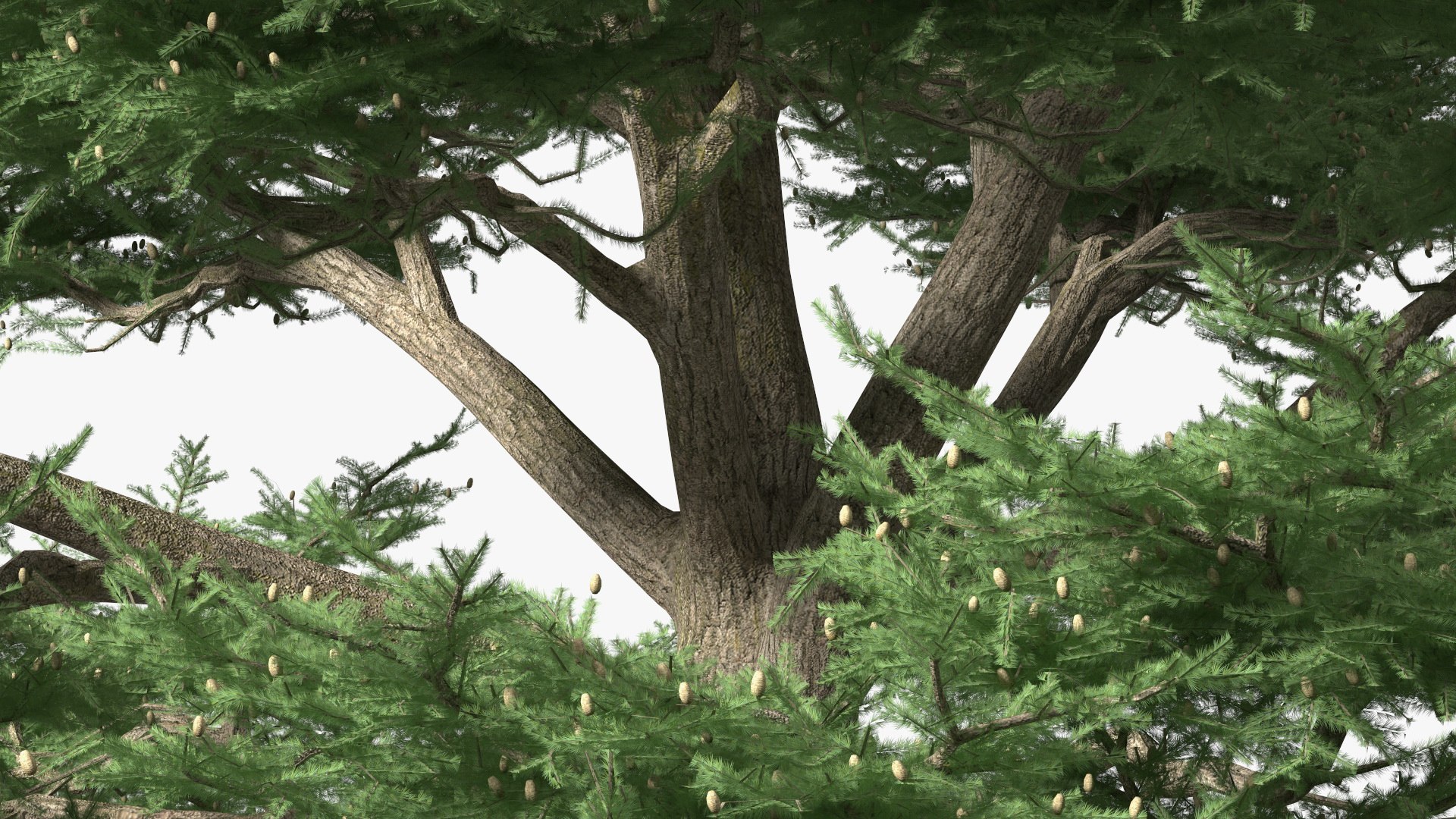 3D Evergreen Trees Collection 2 https://p.turbosquid.com/ts-thumb/oK/Tsu5hp/Ip/evergreentreescollection2mb3dmodel053/jpg/1647002339/1920x1080/fit_q87/955014863149ae3ce270cbe07112ffd5703d69a9/evergreentreescollection2mb3dmodel053.jpg