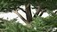 Evergreen Trees Collection 2