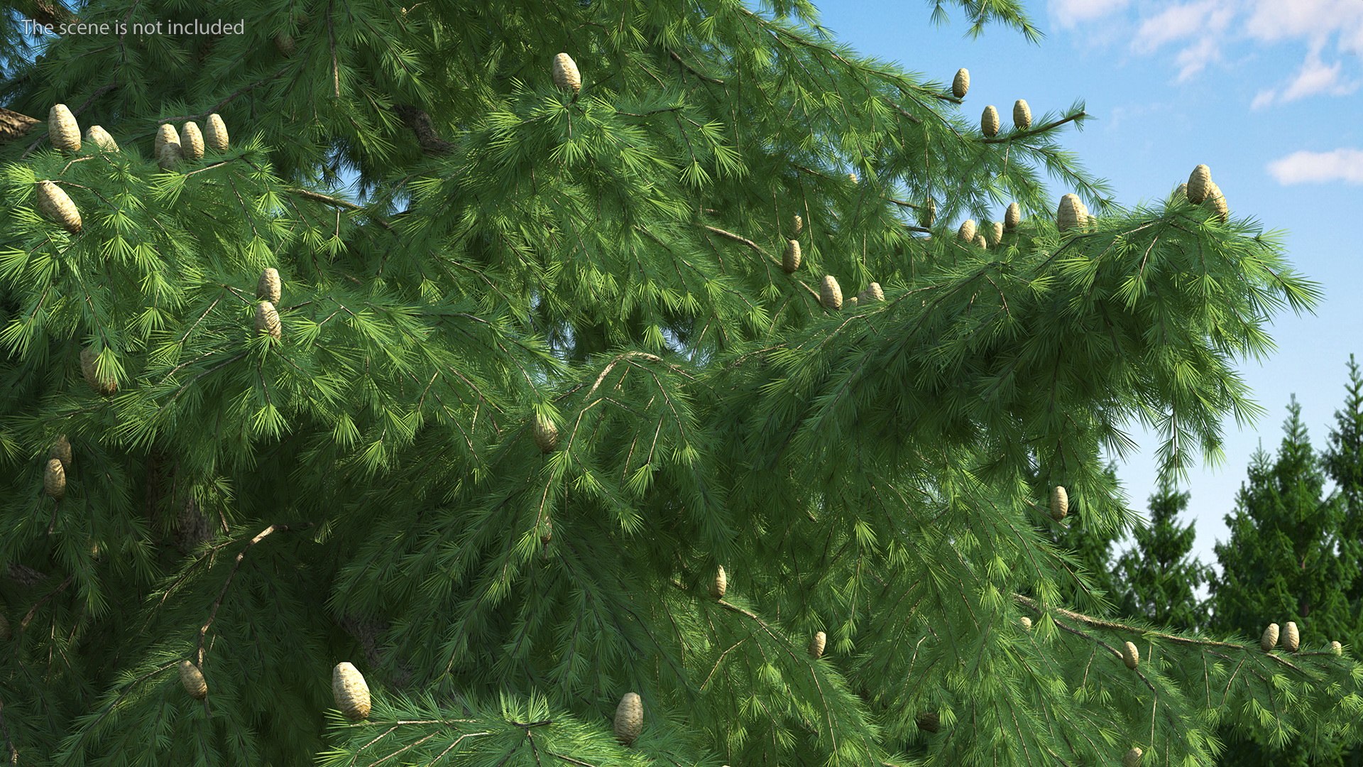 3D Evergreen Trees Collection 2 https://p.turbosquid.com/ts-thumb/oK/Tsu5hp/J1/evergreentreescollection2mb3dmodel028/jpg/1647002261/1920x1080/fit_q87/877566d5c180b5825685006b88d1671ef64d3798/evergreentreescollection2mb3dmodel028.jpg
