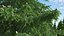 Evergreen Trees Collection 2