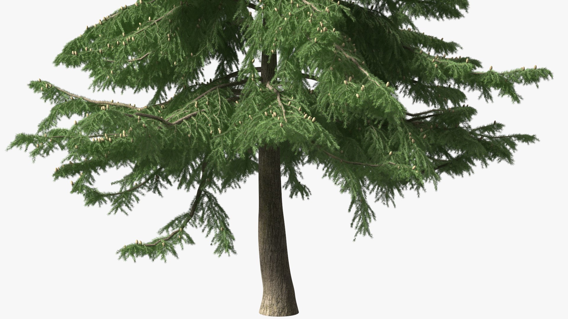 3D Evergreen Trees Collection 2 https://p.turbosquid.com/ts-thumb/oK/Tsu5hp/JO/evergreentreescollection2mb3dmodel033/jpg/1647002276/1920x1080/fit_q87/2164f143021969202110cc792f78d5e3c55484d3/evergreentreescollection2mb3dmodel033.jpg