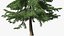 Evergreen Trees Collection 2