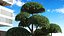 Evergreen Trees Collection 2