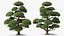 Evergreen Trees Collection 2