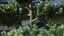 Evergreen Trees Collection 2