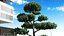 Evergreen Trees Collection 2