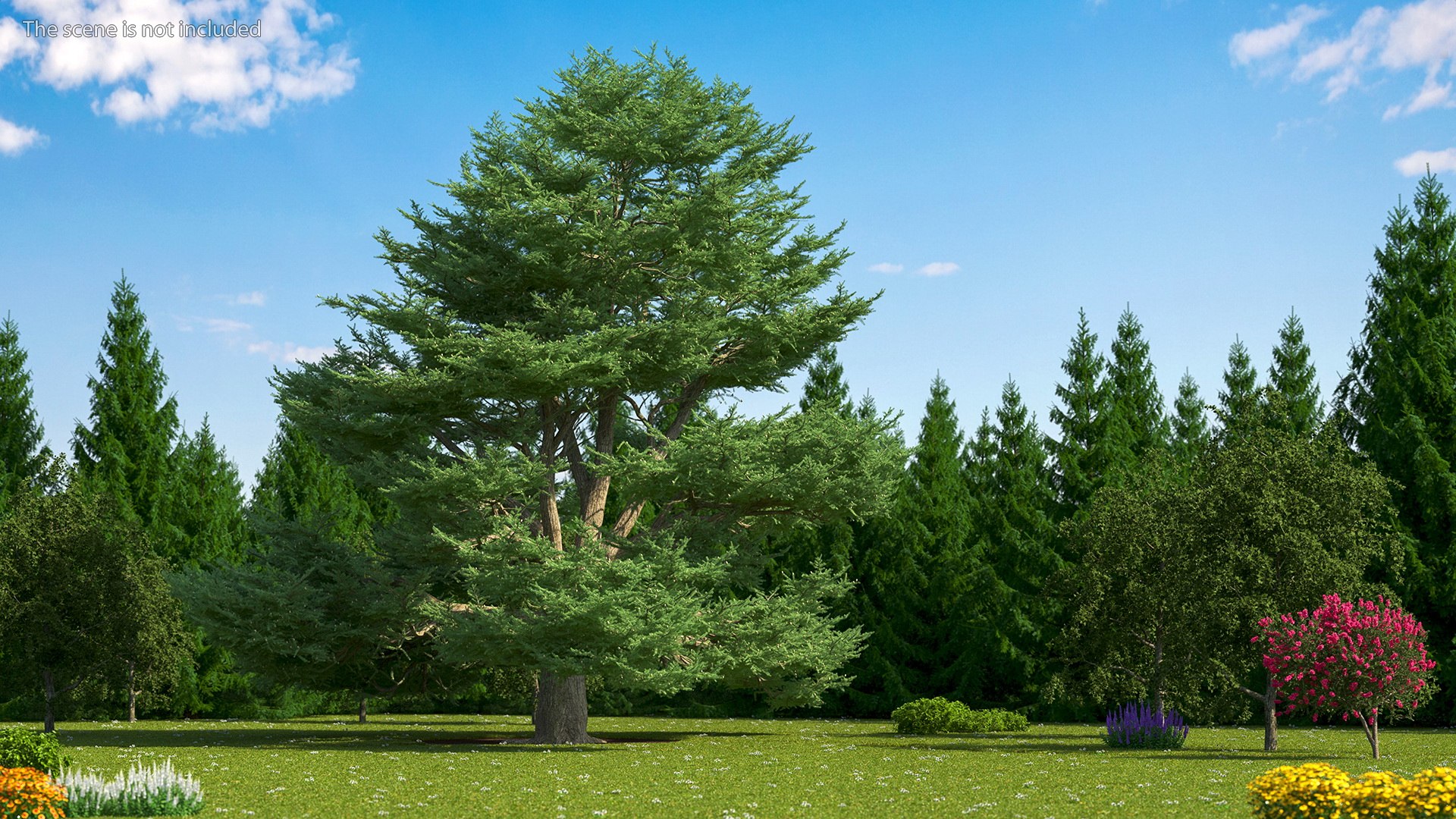 3D Evergreen Trees Collection 2 https://p.turbosquid.com/ts-thumb/oK/Tsu5hp/NS/evergreentreescollection2mb3dmodel040/jpg/1647002300/1920x1080/fit_q87/854f984f0d709d0024b5d88db410e181ac9c2eb0/evergreentreescollection2mb3dmodel040.jpg