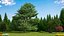 Evergreen Trees Collection 2