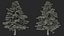 Evergreen Trees Collection 2