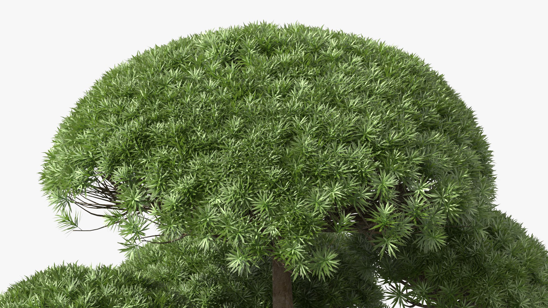3D Evergreen Trees Collection 2 https://p.turbosquid.com/ts-thumb/oK/Tsu5hp/O8/evergreentreescollection2mb3dmodel066/jpg/1647002382/1920x1080/fit_q87/abc156787d7a403ae201246873038fa69489091e/evergreentreescollection2mb3dmodel066.jpg