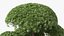 Evergreen Trees Collection 2