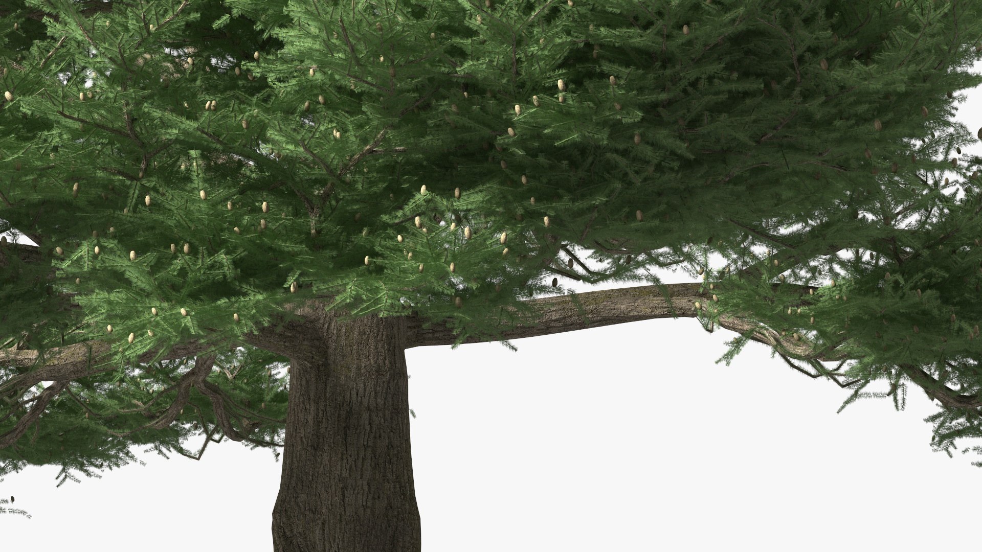3D Evergreen Trees Collection 2 https://p.turbosquid.com/ts-thumb/oK/Tsu5hp/OH/evergreentreescollection2mb3dmodel051/jpg/1647002333/1920x1080/fit_q87/e7f0f9ed80e586aeec392ce303a0bbf8326f413b/evergreentreescollection2mb3dmodel051.jpg