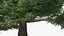 Evergreen Trees Collection 2