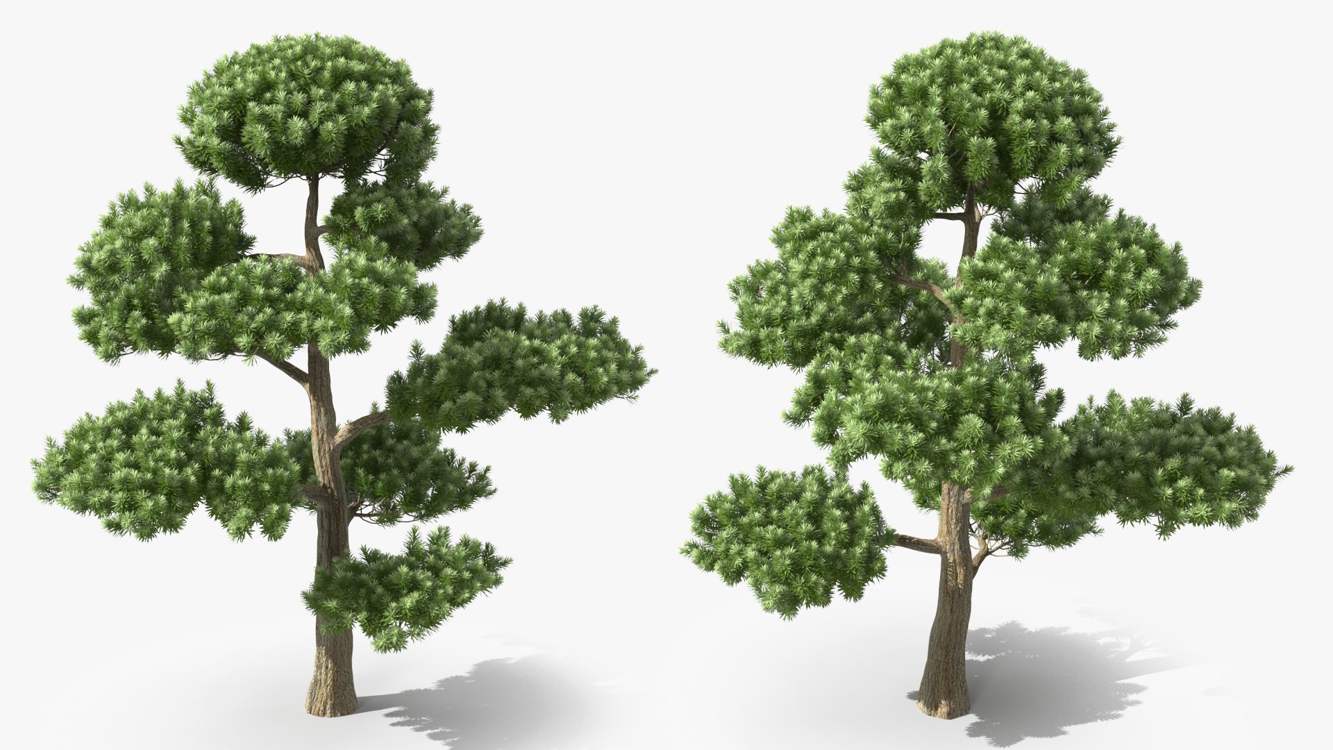 3D Evergreen Trees Collection 2 https://p.turbosquid.com/ts-thumb/oK/Tsu5hp/Pr/evergreentreescollection2mb3dmodel011/jpg/1647002207/1920x1080/fit_q87/f969b1eeb3560543a01b82342d8421a208cdd384/evergreentreescollection2mb3dmodel011.jpg