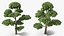 Evergreen Trees Collection 2