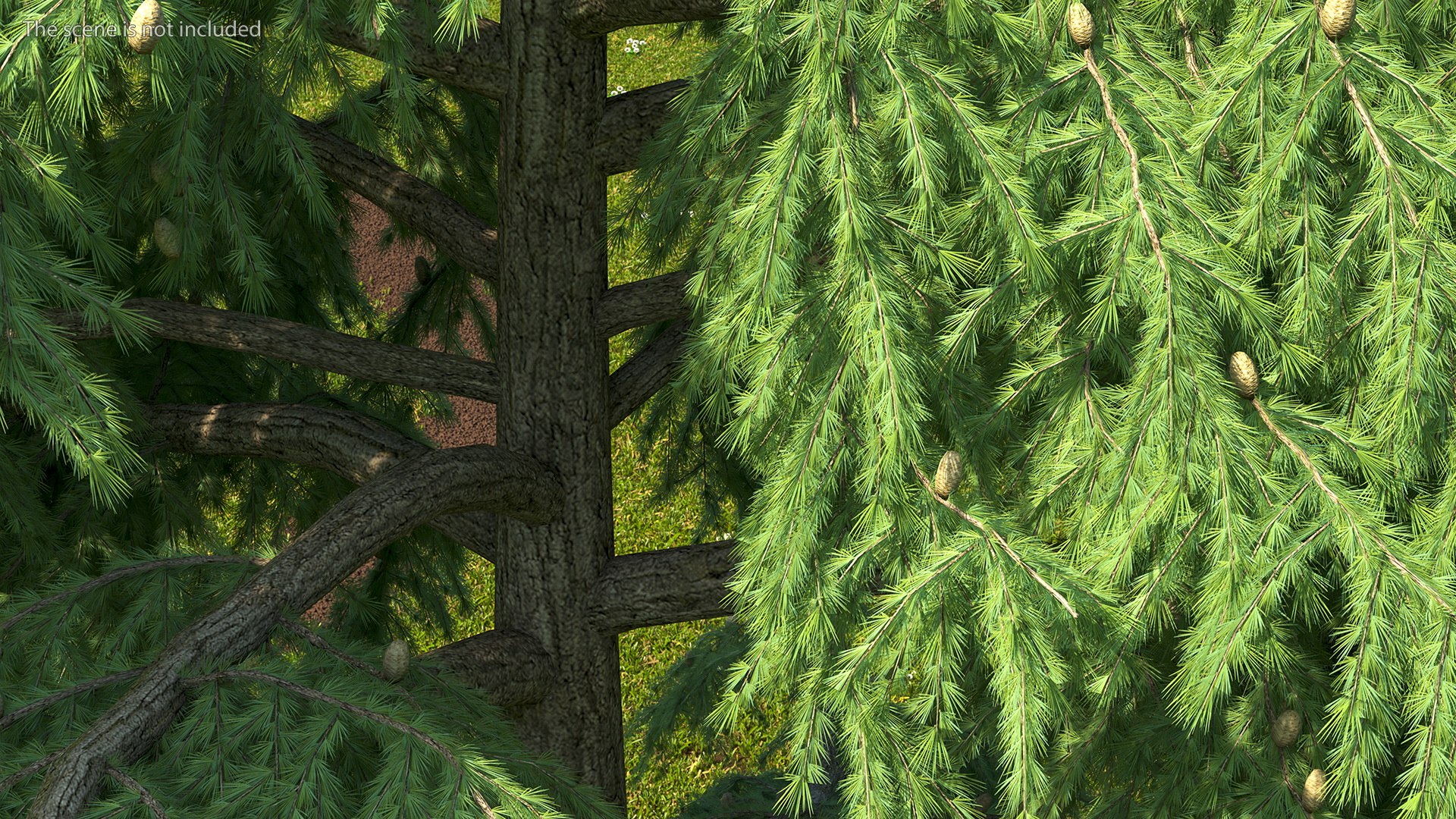 3D Evergreen Trees Collection 2 https://p.turbosquid.com/ts-thumb/oK/Tsu5hp/Qe/evergreentreescollection2mb3dmodel027/jpg/1647002258/1920x1080/fit_q87/c6a1ed0d3e04f8e992ed97a2ecddb7f5efd6cac4/evergreentreescollection2mb3dmodel027.jpg