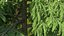 Evergreen Trees Collection 2