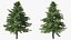Evergreen Trees Collection 2