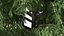 Evergreen Trees Collection 2