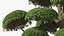 Evergreen Trees Collection 2