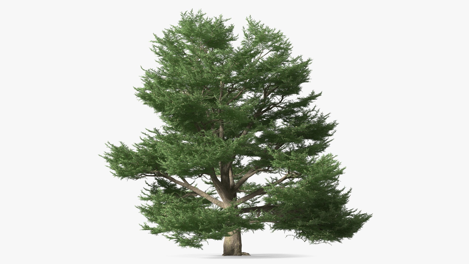 3D Evergreen Trees Collection 2 https://p.turbosquid.com/ts-thumb/oK/Tsu5hp/RY/evergreentreescollection2mb3dmodel047/jpg/1647002321/1920x1080/fit_q87/bc1e391f25de8b33cef307c1095ed35c0f150cc3/evergreentreescollection2mb3dmodel047.jpg