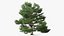 Evergreen Trees Collection 2