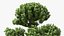 Evergreen Trees Collection 2