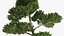 Evergreen Trees Collection 2