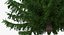 Evergreen Trees Collection 2
