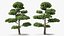 Evergreen Trees Collection 2