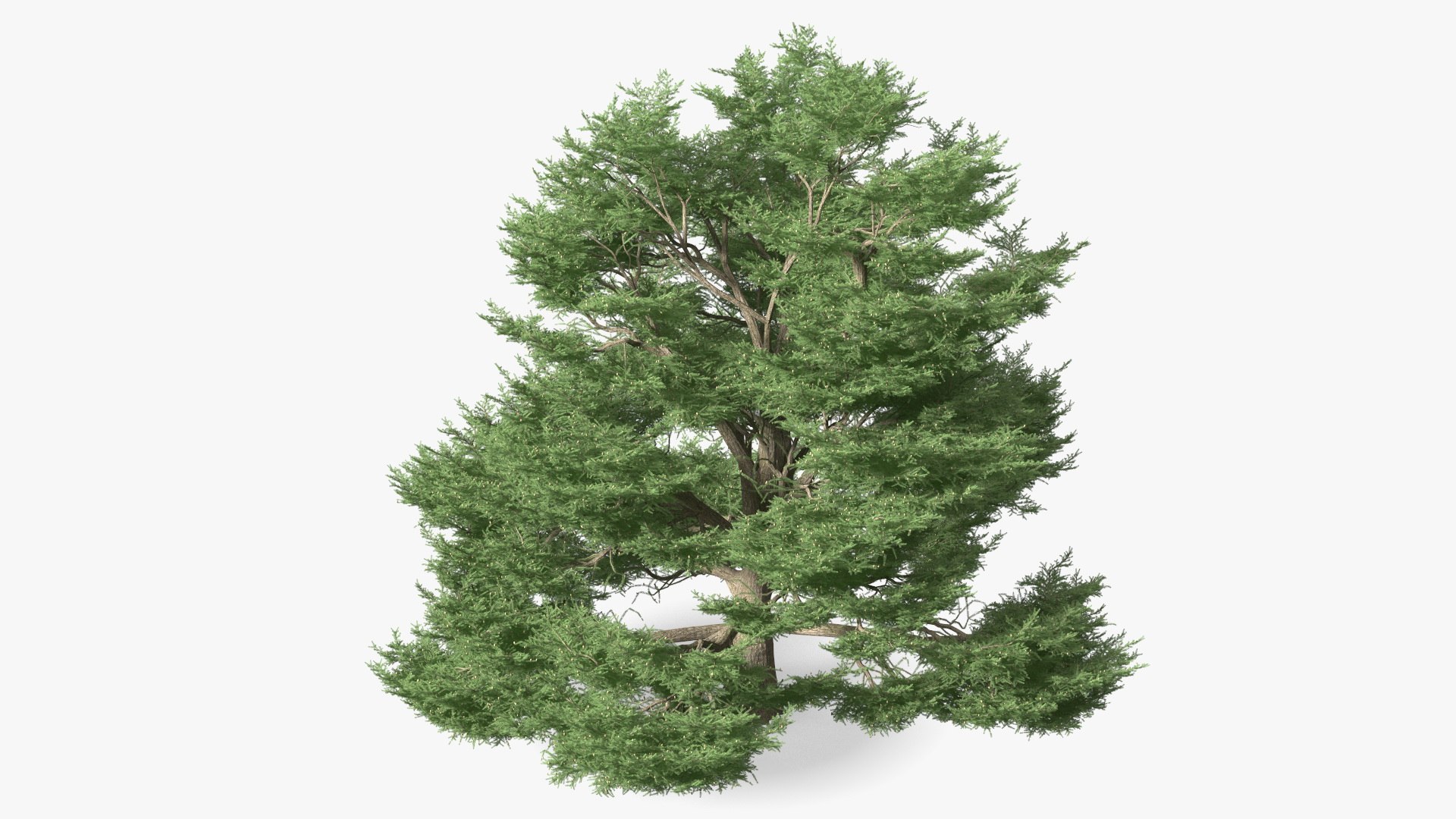 3D Evergreen Trees Collection 2 https://p.turbosquid.com/ts-thumb/oK/Tsu5hp/XT/evergreentreescollection2mb3dmodel048/jpg/1647002324/1920x1080/fit_q87/450044a3aada8f2fa6299e846ce95d1c7381b93d/evergreentreescollection2mb3dmodel048.jpg