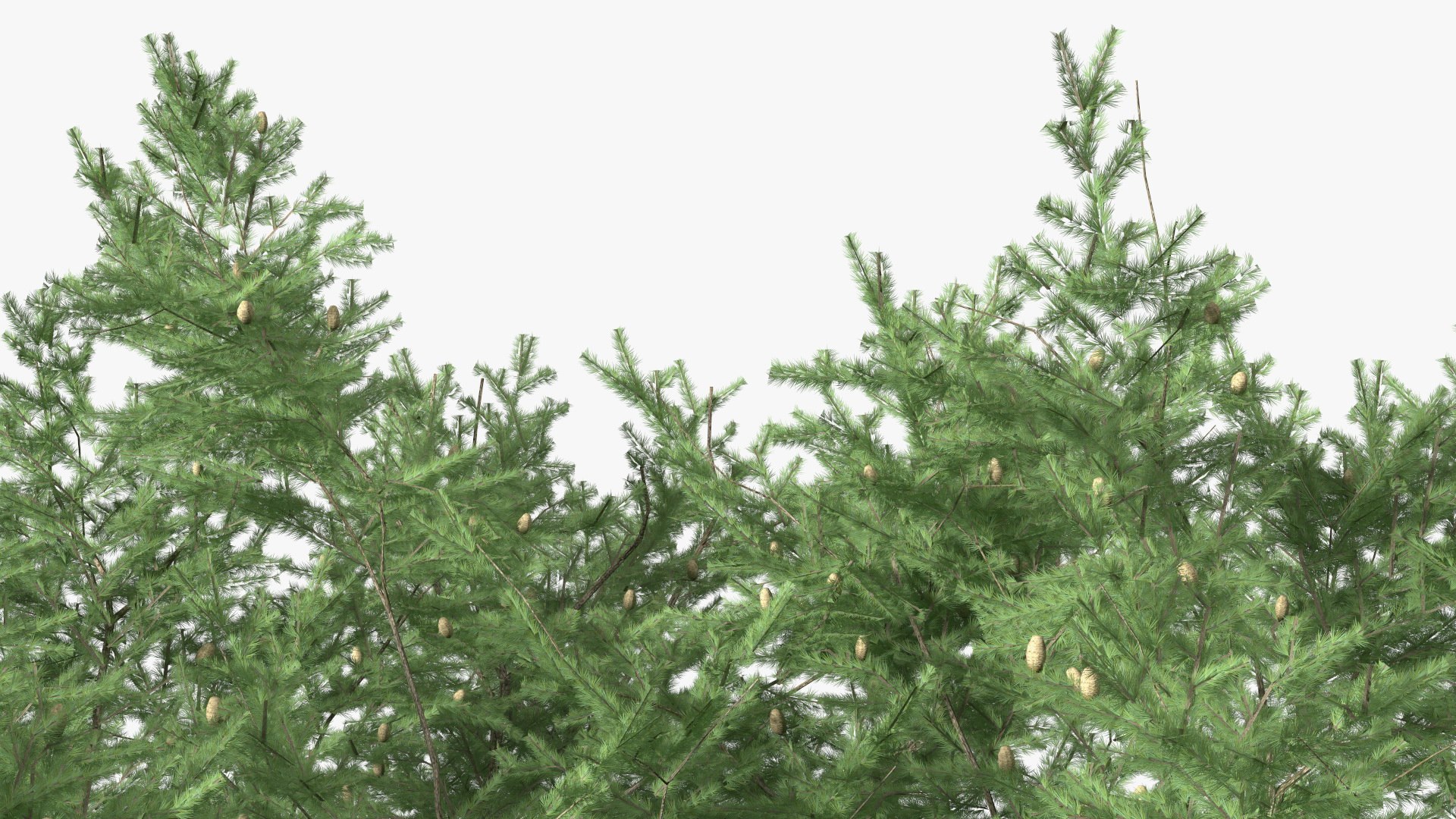 3D Evergreen Trees Collection 2 https://p.turbosquid.com/ts-thumb/oK/Tsu5hp/Z0/evergreentreescollection2mb3dmodel055/jpg/1647002349/1920x1080/fit_q87/f1f039de11b84d6456b799fc2a36089e28b1ee94/evergreentreescollection2mb3dmodel055.jpg