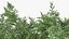Evergreen Trees Collection 2