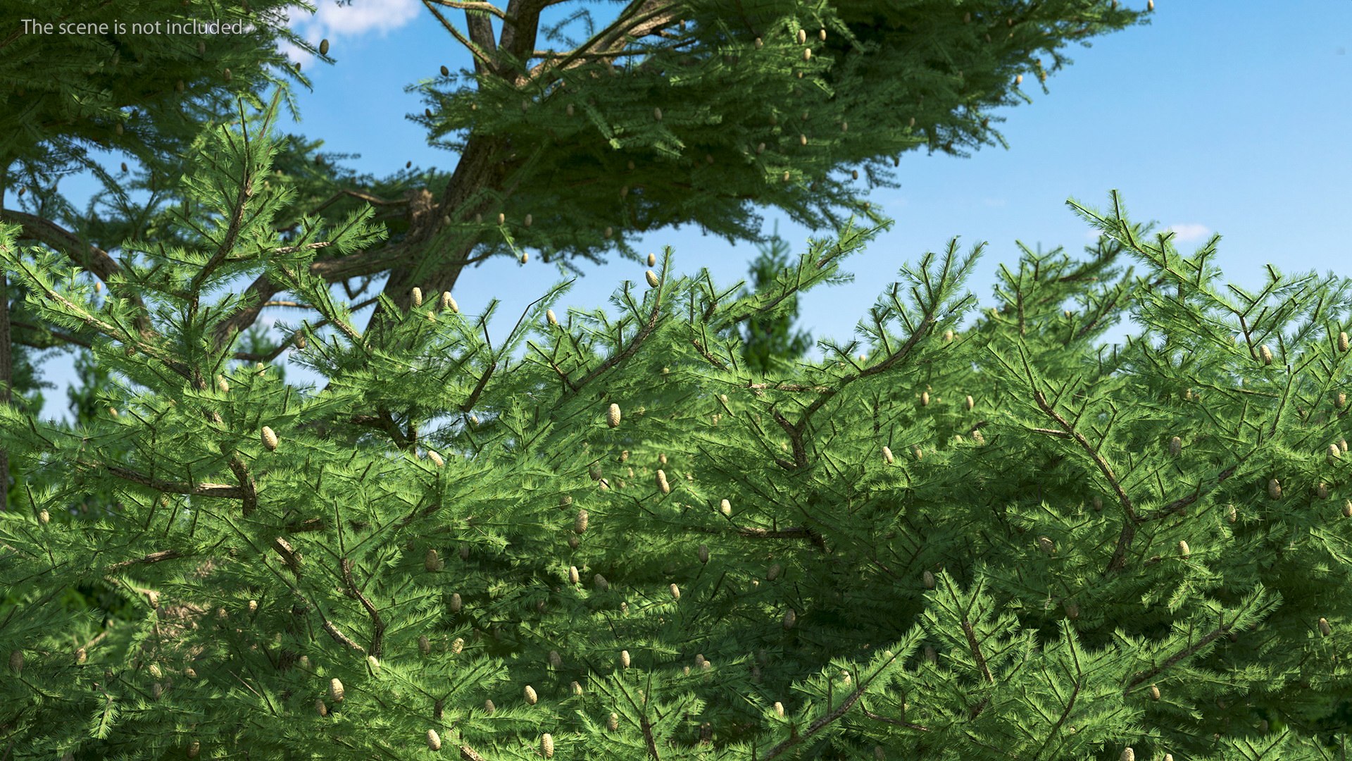 3D Evergreen Trees Collection 2 https://p.turbosquid.com/ts-thumb/oK/Tsu5hp/ZM/evergreentreescollection2mb3dmodel043/jpg/1647002309/1920x1080/fit_q87/3b9d93fc4fed9513aa402fa1d711e5a2b0138741/evergreentreescollection2mb3dmodel043.jpg