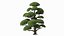 Evergreen Trees Collection 2