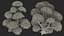 Evergreen Trees Collection 2