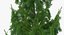 Evergreen Trees Collection 2