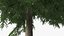 Evergreen Trees Collection 2