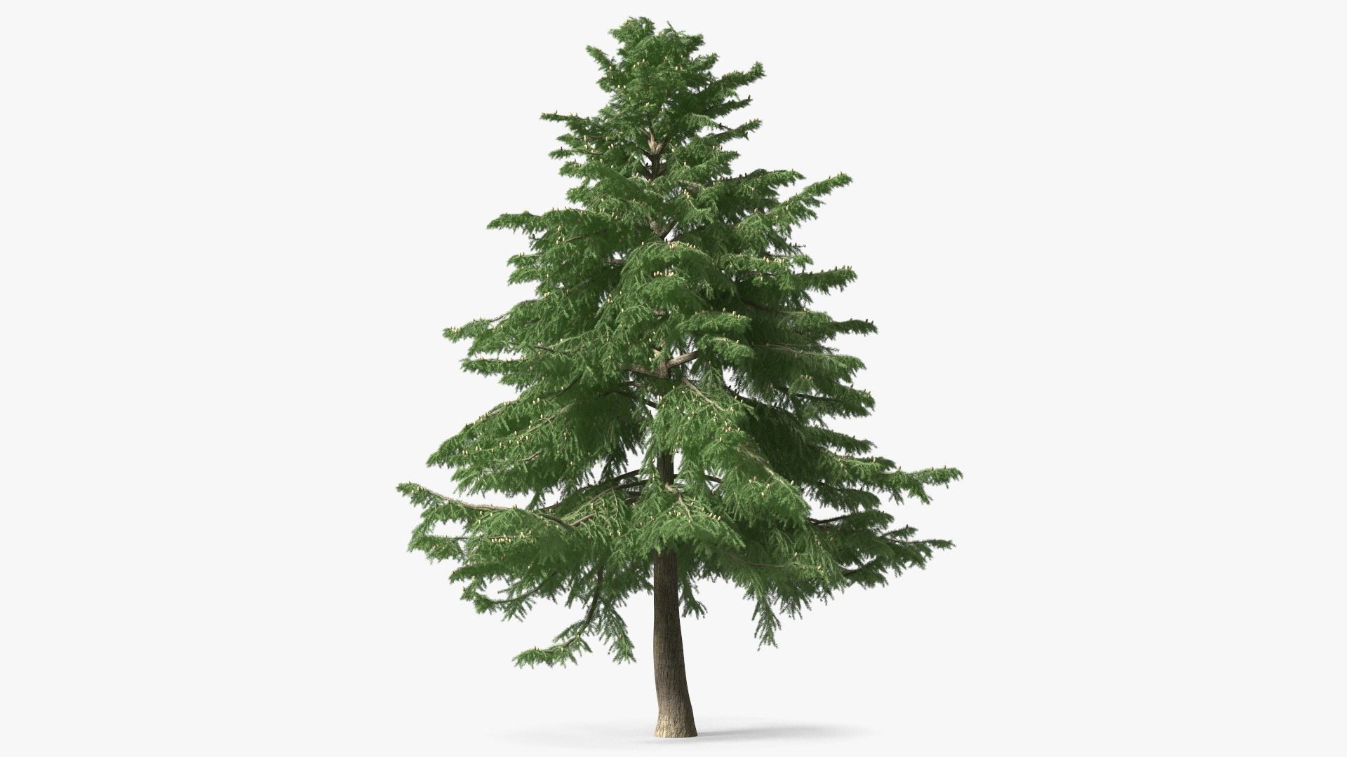 3D Evergreen Trees Collection 2 https://p.turbosquid.com/ts-thumb/oK/Tsu5hp/fd/evergreentreescollection2mb3dmodel023/jpg/1647002245/1920x1080/fit_q87/7ff9ad5627f7739b1ac0d820286c680524387abc/evergreentreescollection2mb3dmodel023.jpg