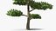 Evergreen Trees Collection 2