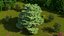 Evergreen Trees Collection 2