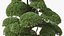 Evergreen Trees Collection 2
