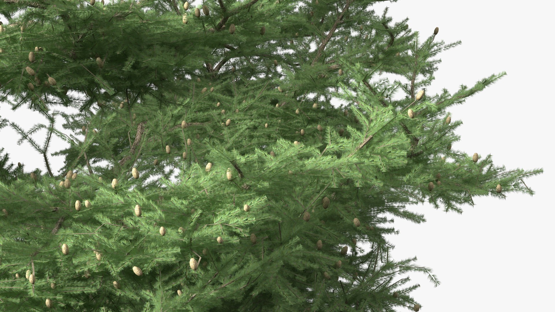 3D Evergreen Trees Collection 2 https://p.turbosquid.com/ts-thumb/oK/Tsu5hp/kw/evergreentreescollection2mb3dmodel054/jpg/1647002342/1920x1080/fit_q87/b87805d21dad662bbb32c8e70b3351428fc3bbdf/evergreentreescollection2mb3dmodel054.jpg