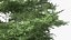 Evergreen Trees Collection 2