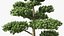Evergreen Trees Collection 2